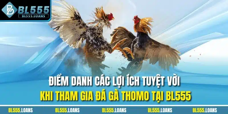 Điểm danh các lợi ích tuyệt vời khi tham gia đá gà Thomo tại BL555