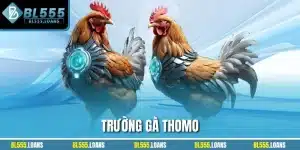 Trường gà tho mo